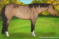 Horse Color:Buckskin Roan Dun Rabicano Brindle 