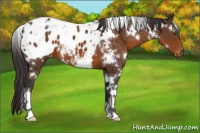 Horse Color:White Spotted Buckskin Blanket 