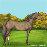Horse Color:Chocolate Palomino Dun 