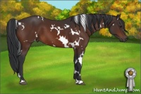 Horse Color:White Spotted Brown 