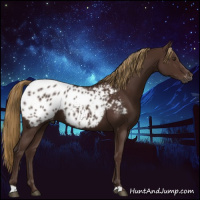 Horse Color:Gray Chestnut Appaloosa 