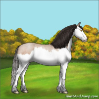 Horse Color:Amber Champagne Roan Splash 