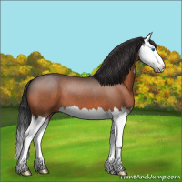 Horse Color:Bay Roan Splash 