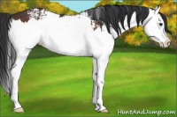 Horse Color:White Spotted Brown Splash 