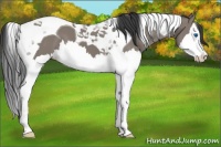 Horse Color:Grullo Splash Tobiano