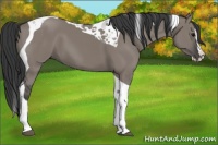 Horse Color:Grullo Splash Tobiano 