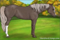 Horse Color:Silver Black