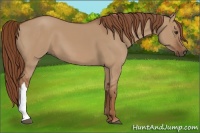 Horse Color:Red Dun 