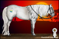 Horse Color:Gray Silver Amber Champagne 