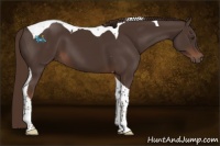 Horse Color:Liver Chestnut Tobiano 