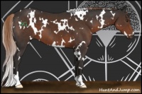 Horse Color:White Spotted Liver Chestnut 