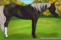 Horse Color:Midnight Silver Black 