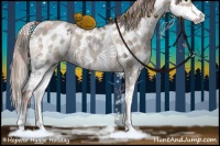 Horse Color:Liver Red Dun Sabino Splash Appaloosa 