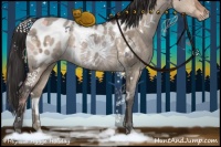 Horse Color:White Spotted Brown Ice Dun Appaloosa 