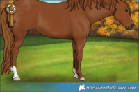 Horse Color:Gray Chestnut 