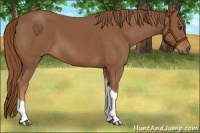 Horse Color:Chestnut Tobiano
