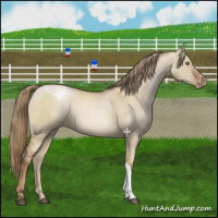 Horse Color:Liver Red Dun Snowdrop Varnish Brindle 