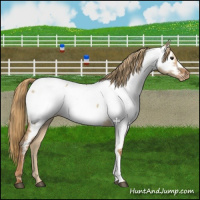 Horse Color:Red Dun Appaloosa 