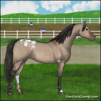 Horse Color:Bay Dun Appaloosa Brindle 