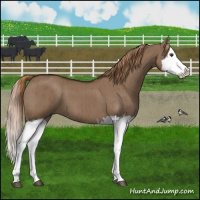 Horse Color:Liver Red Dun Splash Brindle 