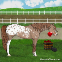 Horse Color:Liver Red Dun Sabino Appaloosa 