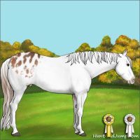 Horse Color:White Spotted Bay Sabino Splash Appaloosa 