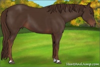 Horse Color:Liver Chestnut