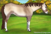 Horse Color:Red Dun Onyx 