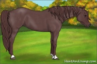 Horse Color:Chocolate Blue Roan 