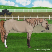 Horse Color:Liver Red Dun 