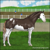 Horse Color:Liver Chestnut Splash Appaloosa 