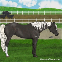 Horse Color:Liver Chestnut Mushroom 