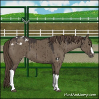 Horse Color:Smoky Grullo Varnish Brindle