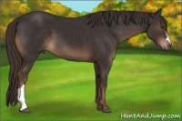 Horse Color:Liver Chestnut 