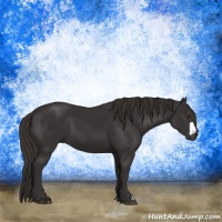 Horse Color:Liver Chestnut Frame 