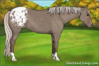Horse Color:Silver Grullo Appaloosa 