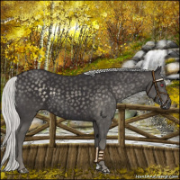 Horse Color:Silver Smoky Black Chinchilla 