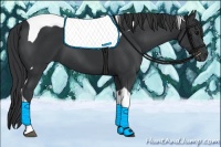 Horse Color:Black Tobiano 