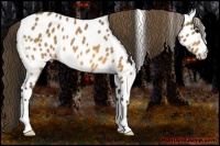 Horse Color:Buckskin Appaloosa 