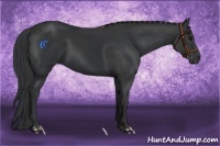 Horse Color:Black and Black