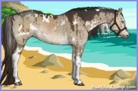 Horse Color:White Spotted Liver Red Dun Brindle 