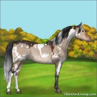 Horse Color:White Spotted Brown Dun 