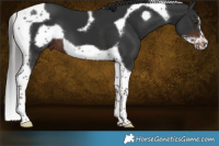 Horse Color:Liver Chestnut Tobiano Frame 
