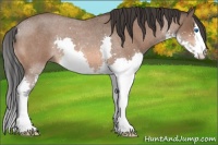 Horse Color:Bay Roan Splash 