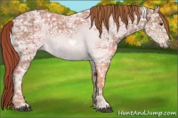 Horse Color:Chestnut Ice 