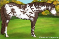 Horse Color:Liver Chestnut Frame 