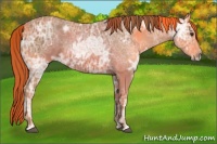 Horse Color:Chestnut Ice 