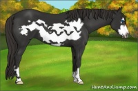 Horse Color:Liver Chestnut Frame 