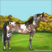 Horse Color:White Spotted Brown Dun Brindle