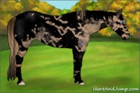 Horse Color:Void Red Dun Splash Tobiano Varnish Rabicano 